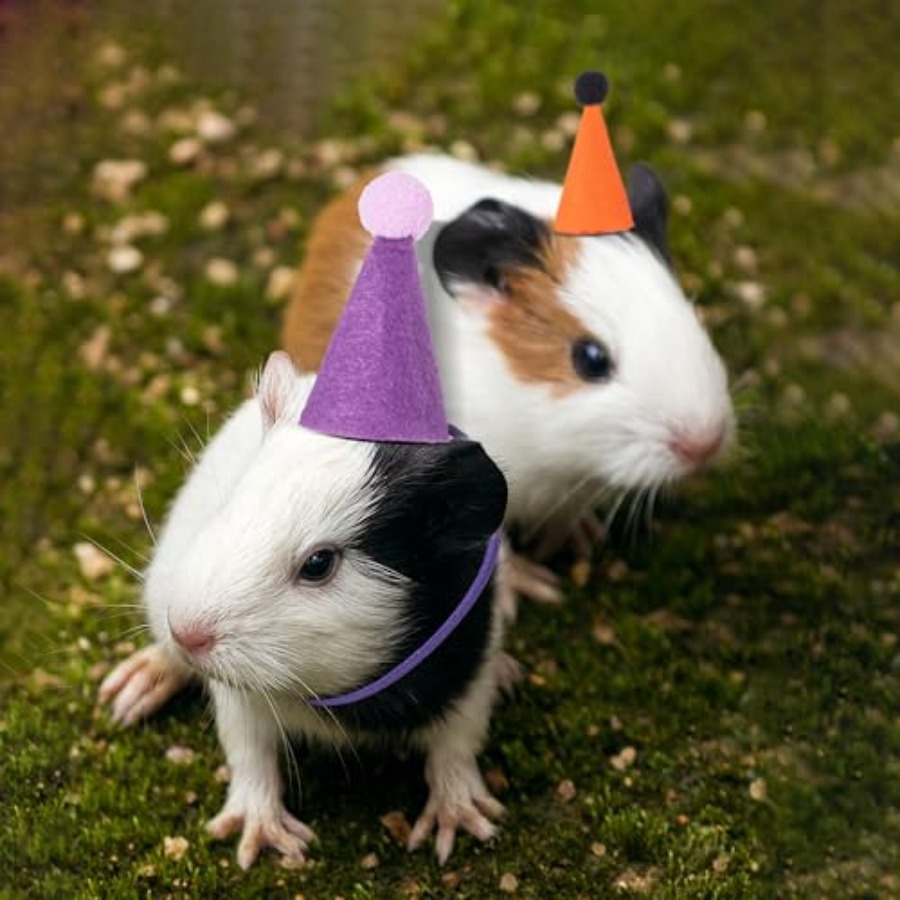 Mini Party Hats for Stuffed An - Party Hat Cone 리뷰 및 가격